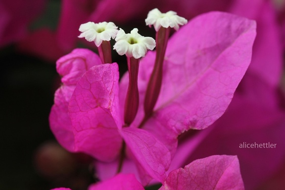 Bougainvillea (Bougainvillea sp.)